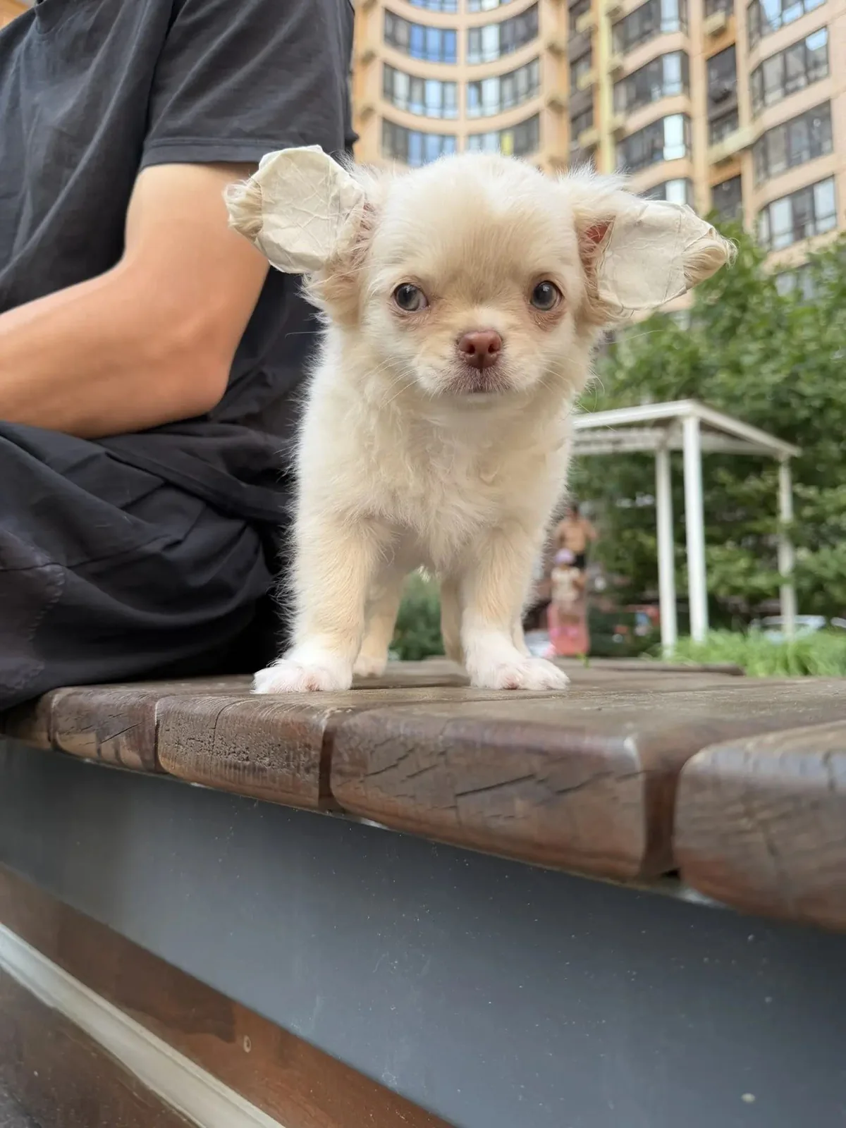 Cream Chihuahua Boy at Royal Paws