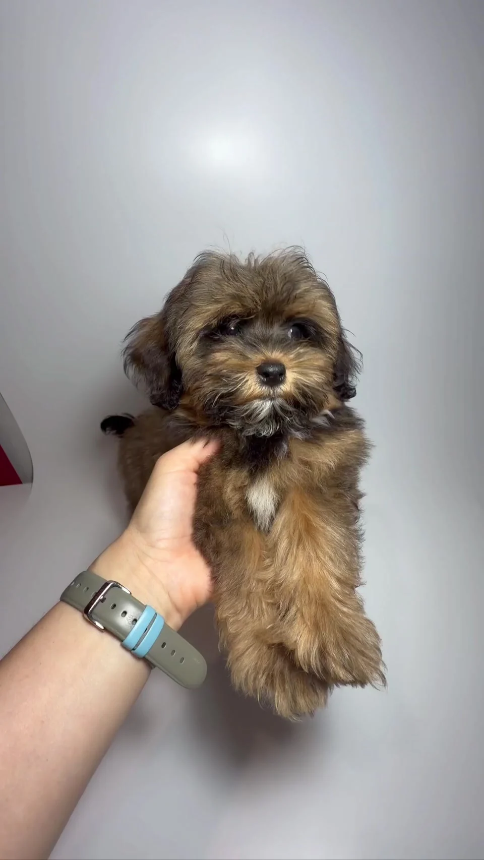 Maltipoo Shih-poo Boy