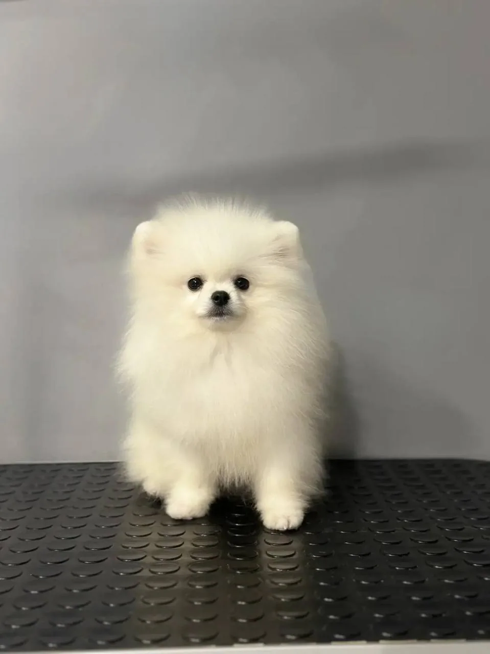 White Pomeranian Boy at Royal Paws