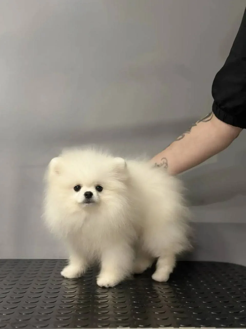White Pomeranian girl at Royal Paws