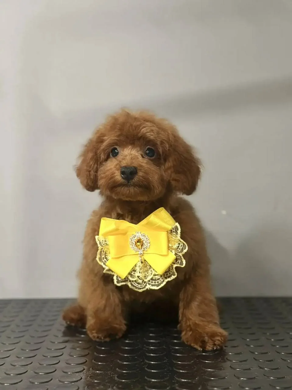 Red Toy Poodle boy at Royal Paws